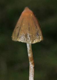 Psilocybe semilanceata image