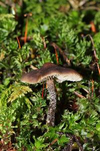 Tephrocybe boudieri image