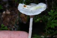 Amanita bisporigera image