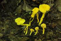 Hygrocybe chlorophana image