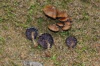 Psilocybe muliercula image