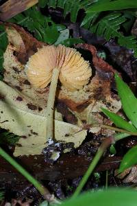 Entoloma murrayi image