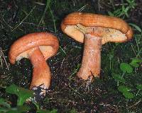 Lactarius salmonicolor image