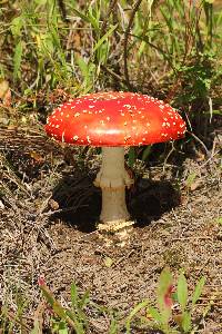 Amanita muscaria image