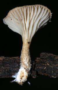 Lentinus strigellus image