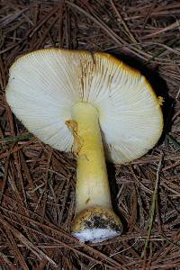 Amanita flavoconia image