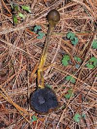 Elaphocordyceps capitata image