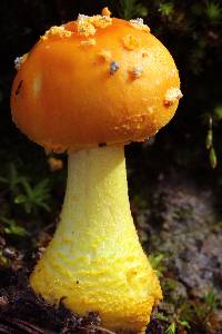 Amanita flavoconia image