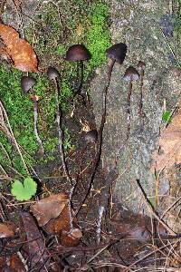 Psilocybe neoxalapensis image