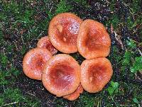 Lactarius salmonicolor image