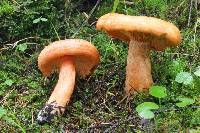 Lactarius salmonicolor image