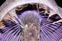 Cortinarius violaceus image