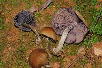 Psilocybe zapotecorum image