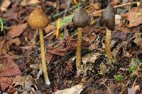 Entoloma luteum image