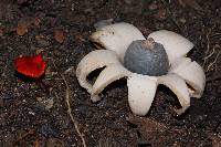 Geastrum saccatum image