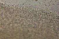 Cystoderma fallax image