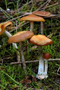 Psilocybe cyanescens image