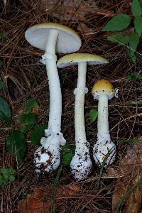 Amanita xylinivolva image