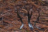 Inocybe calamistrata image