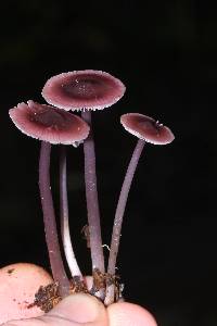 Mycena pura image