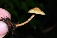 Lepiota trichroma image