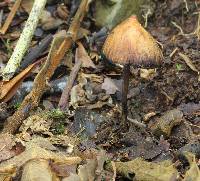 Psilocybe heimii image