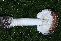 Amanita pantherina image