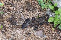 Helvella macropus image