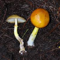 Amanita flavoconia image