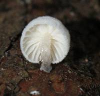 Hemimycena candida image