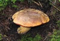 Boletus subvelutipes image