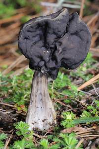 Helvella lacunosa image