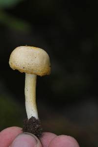 Hygrophorus chrysodon image