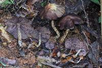 Psilocybe zapotecorum image