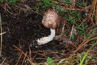 Agaricus subrutilescens image