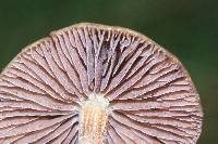 Psilocybe semilanceata image