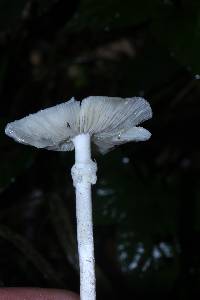 Amanita bisporigera image