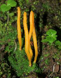 Clavulinopsis laeticolor image