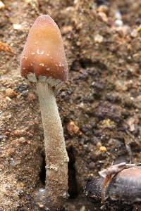 Psilocybe zapotecorum image