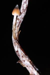 Psilocybe neoxalapensis image