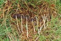 Psilocybe semilanceata image