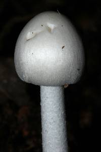 Amanita bisporigera image