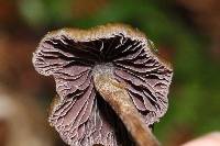 Psilocybe semilanceata image