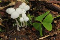 Coprinellus disseminatus image