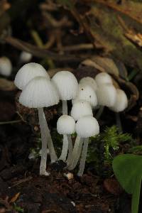 Coprinellus disseminatus image