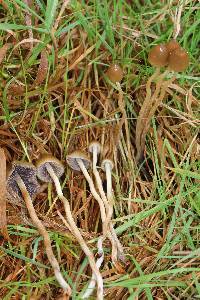 Psilocybe semilanceata image