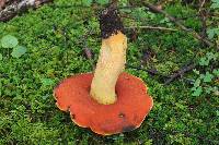 Boletus subvelutipes image