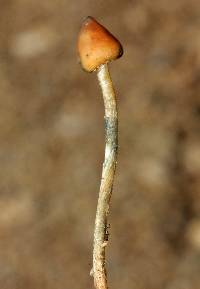 Psilocybe zapotecorum image