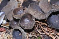 Helvella macropus image