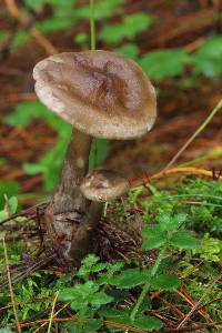 Ampulloclitocybe clavipes image